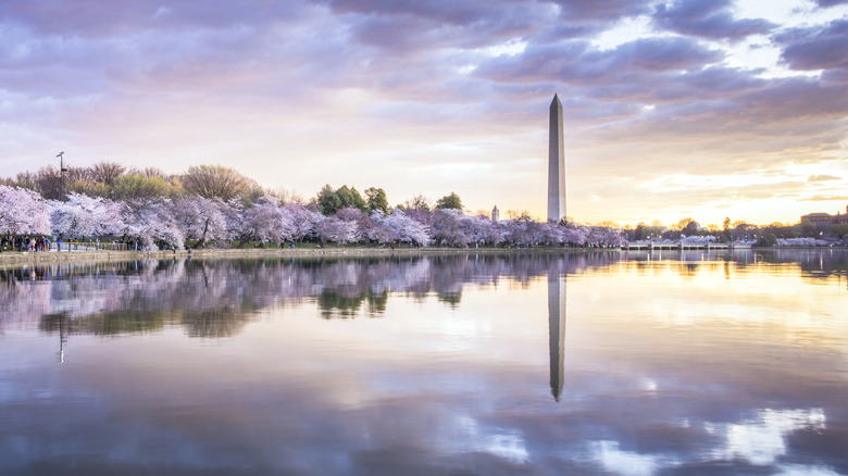 Washinton Monument during Cherry Blossom season