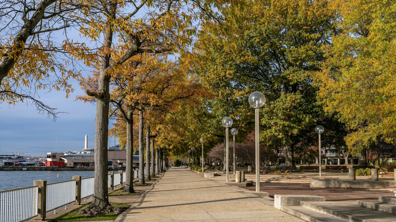 Bright fall day on a tree-lined street in Washington D.C.