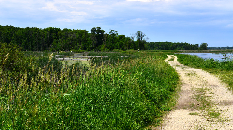 Horicon Marsh walking trail in Waupun, Wisconsin