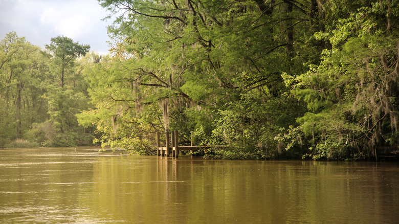 A view of the muddy bayou lined by trees in Louisiana.