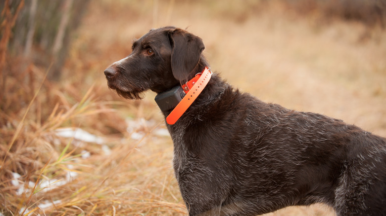 Brown dog in profile with blaze orange collar