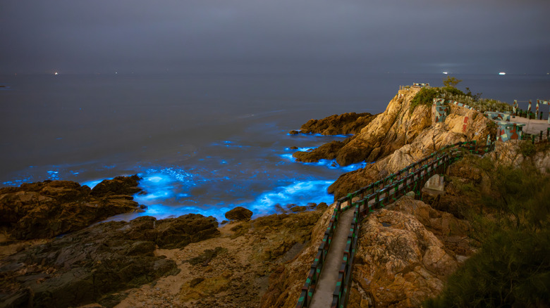 The Blue Tears on the coast