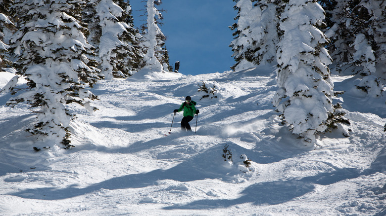 Skier heading down a slope filled with trees and bushes at Steamboat Ski Resort