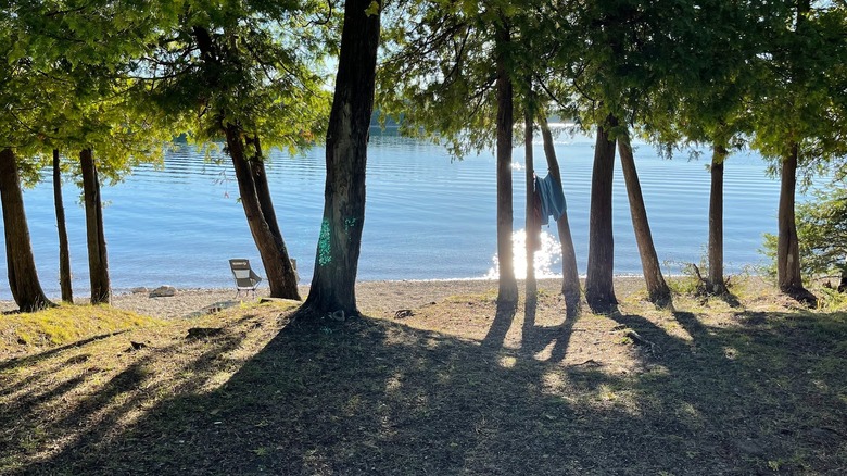 A shot of the shoreline through some trees at Government Island, near Portland, Oregon