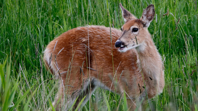 A close up of a Columbia white-tailed deer
