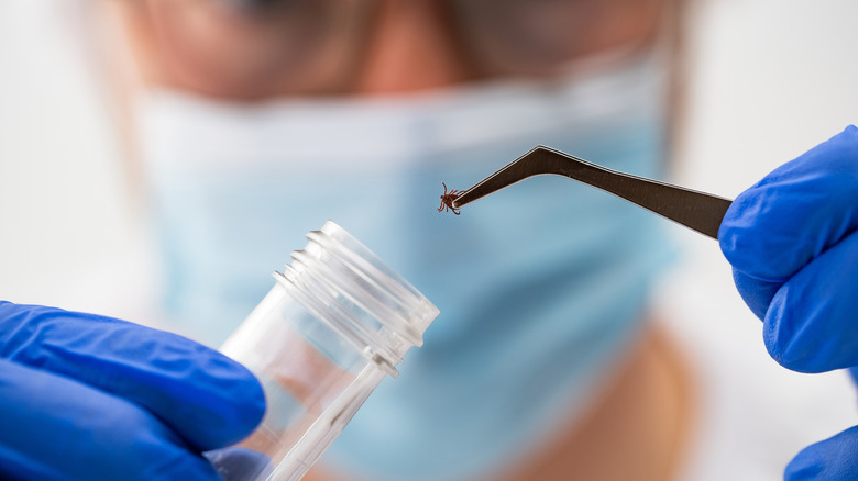 Scientist holding a tick with tweezers