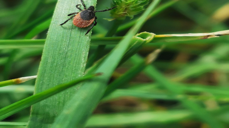 A tick on a blade of grass