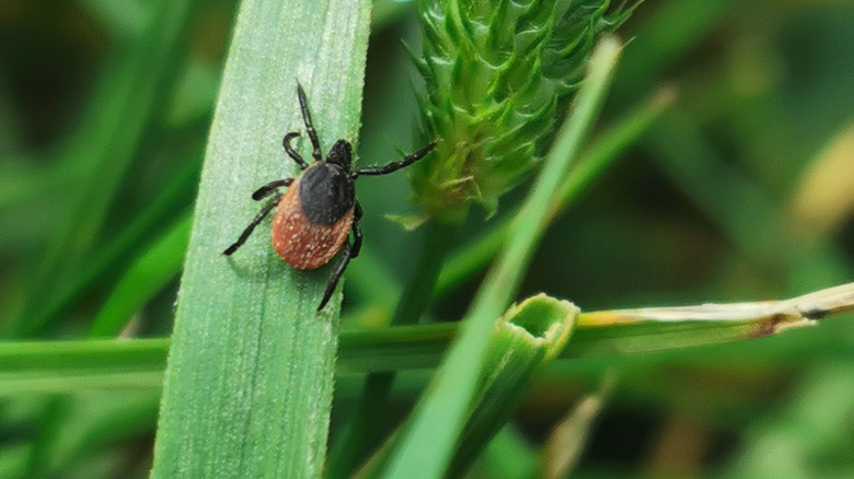 A tick on a blade of grass