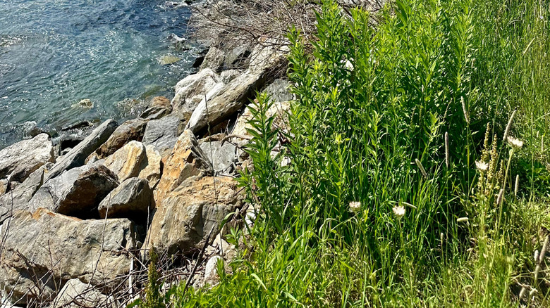 Peaks Island inlet with visitors walking in the background