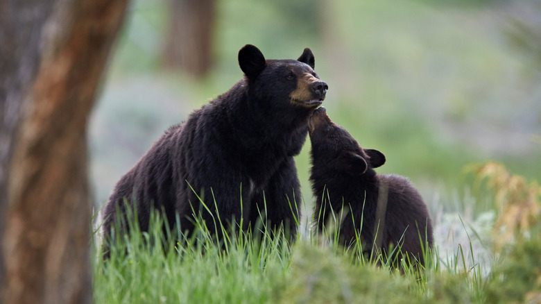 Adult black bear and cub in woods