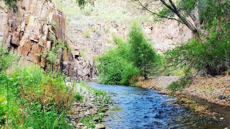 Gila River surrounded by pines, cottonwoods and stone fromations in Aravaipa Canyon