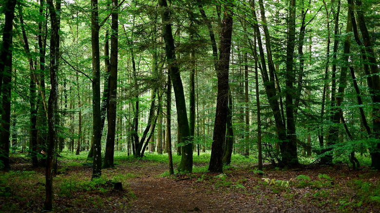 Verdant trees in the forest of Bellême