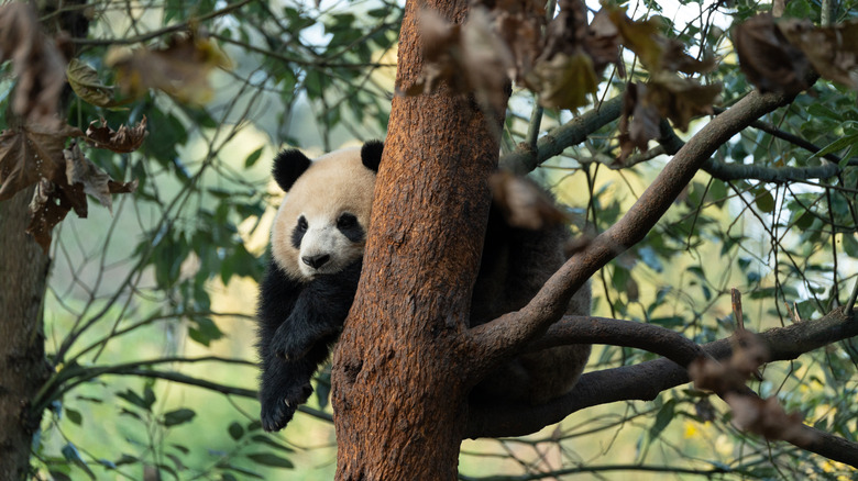 A panda sitting on a branch, behind a tree trunk in China's Giant Panda National Park