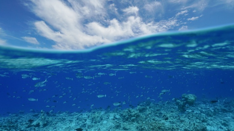 Fish underwater at Rangiroa, largest atoll in French Polynesia.