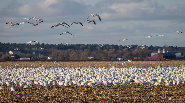 Geese landing on a farm field in Chazy, New York