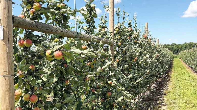 Apples growing along a trellis in Chazy Orchards, New York