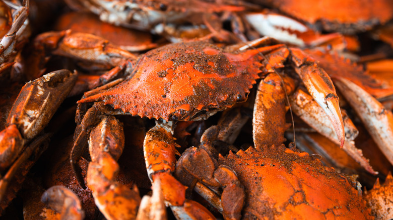 Plate of seasoned Maryland blue crab
