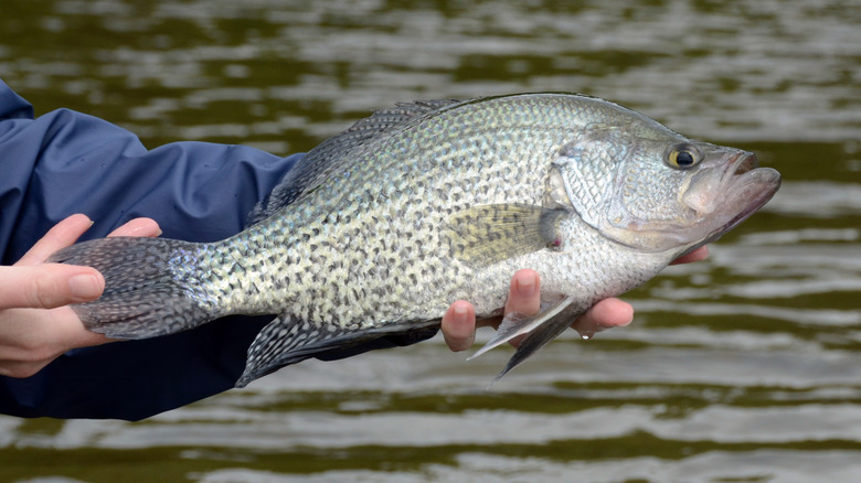 Person holding crappie fish