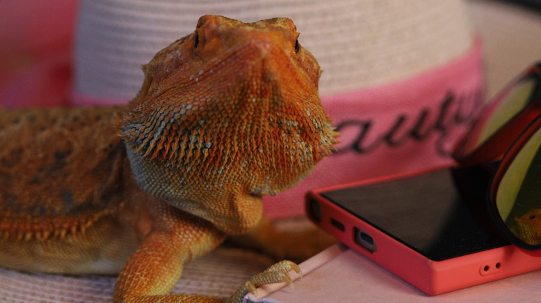 A lizard sits on a suitcase with a hat and cell phone