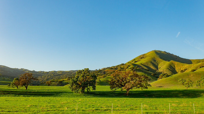 Rural landscape in Los Banos with green hills and trees