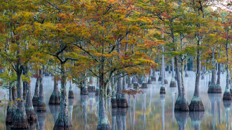 Cypress trees in the pond at George L. Smith State Park