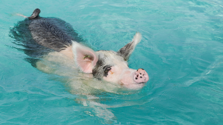 Pig swimming in the Caribbean