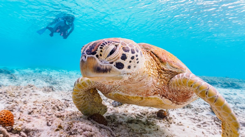 Snorkeler next to a sea turtle