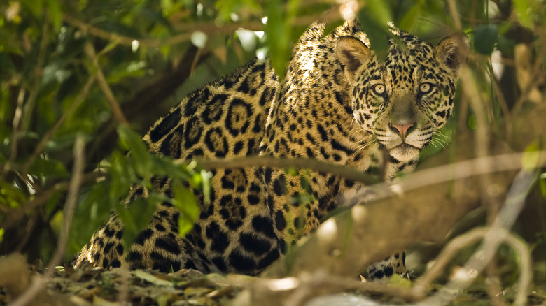 Jaguars lurk in the dense Darien rainforest, Panama