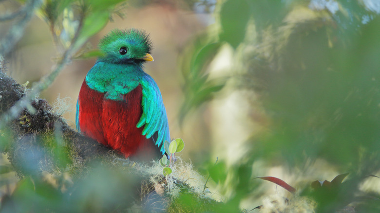Quetzal found in Panama jungles