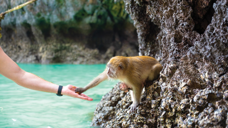 Person feeding monkey on Phi Phi