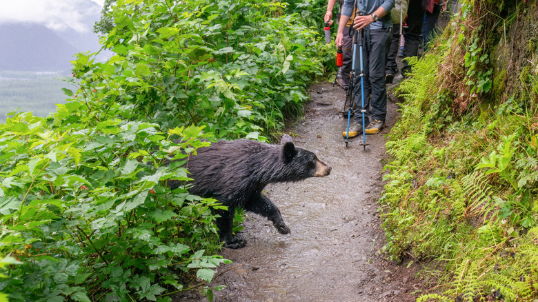 People encounter bear on trail in Alaska