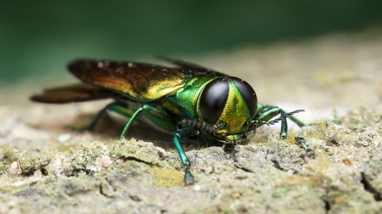 Emerald Ash Borer