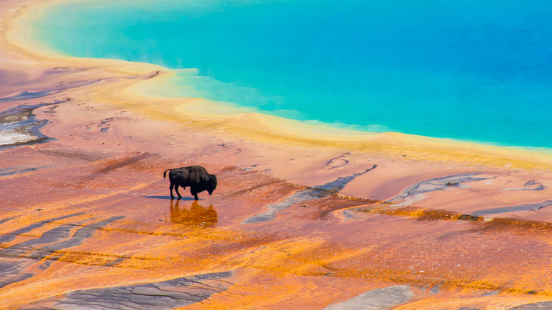 bison by yellowstone hot spring