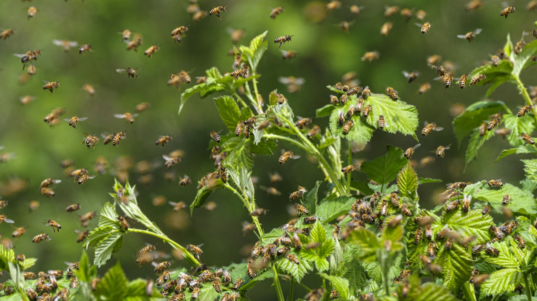 Many bees flying around a bush