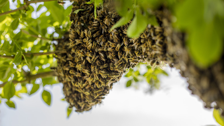 Bees covering a hive on a tree