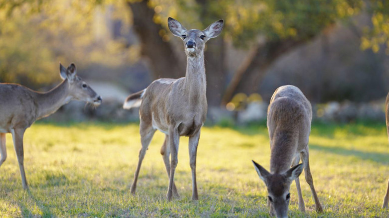 Three deer graze on green grass