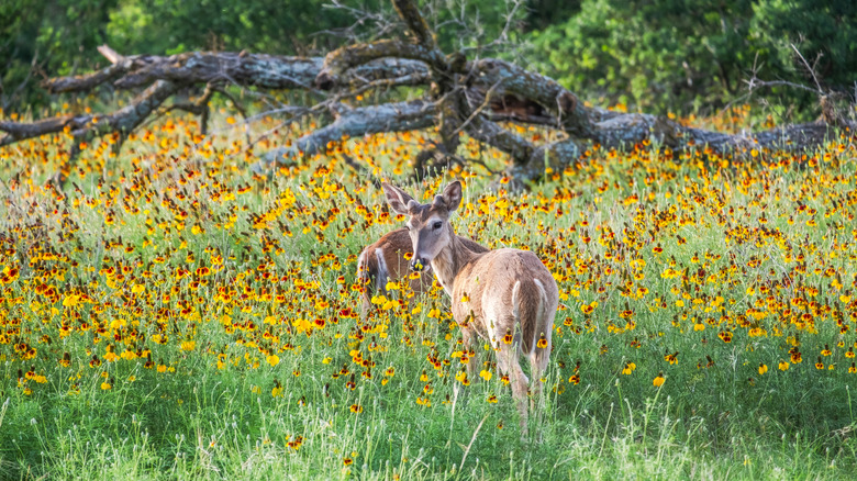 Deer in field of yellow red wildflowers Llano County