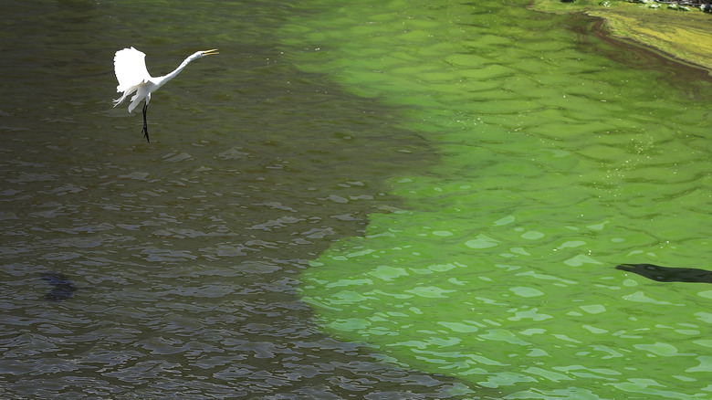 Blue-green algae blooms on Lake Okeechobee