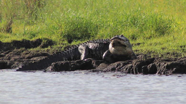 An alligator on the shore of Lake Okeechobee