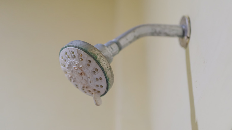 Dirty hotel room shower head