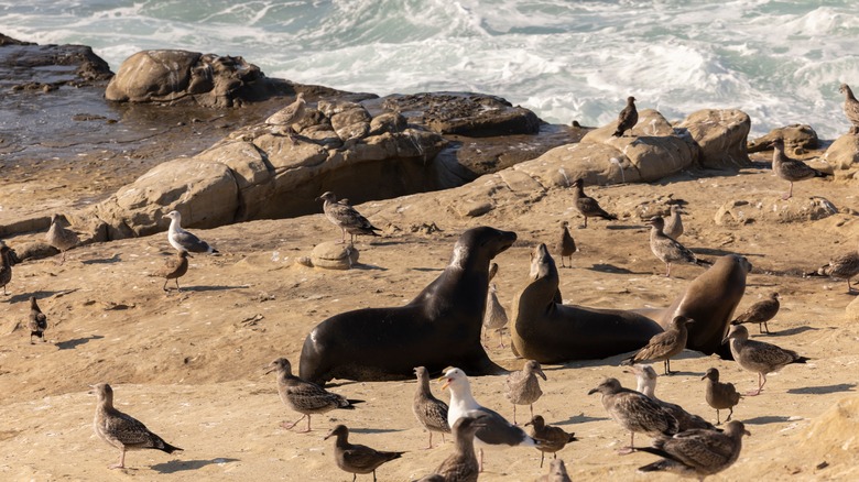 Sea Lions surrounded by birds on La Jolla beach