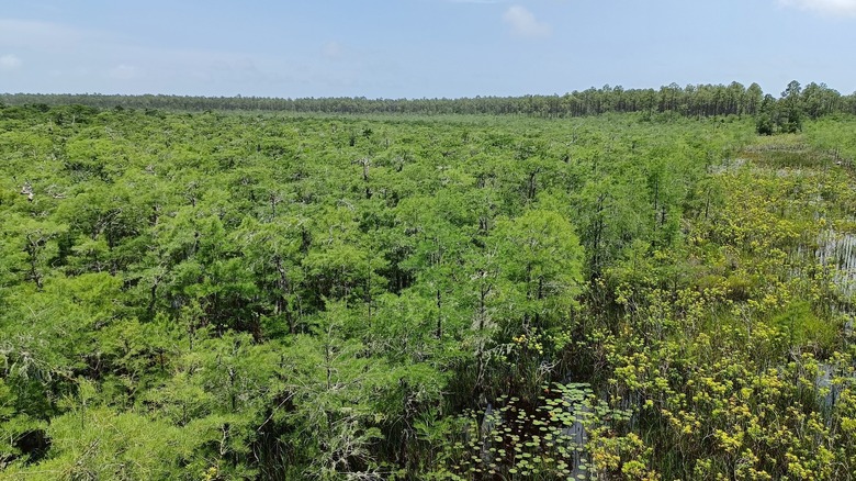 Dwarf Cypress Stand in Tate's Hell State Forest