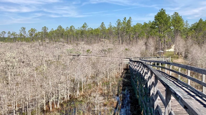 ﻿﻿Boardwalk through Tate's Hell State Forest