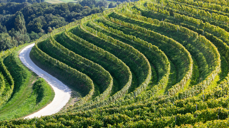 Rows of vines on a hillside in Međimurje, Croatia
