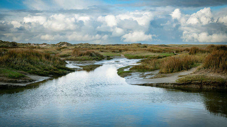 Dune landscape on Texel Island