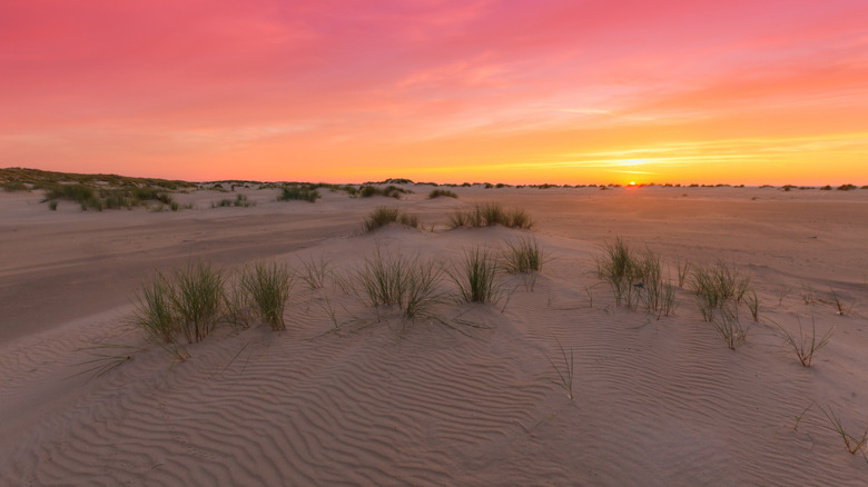Sand dunes on Texel Island