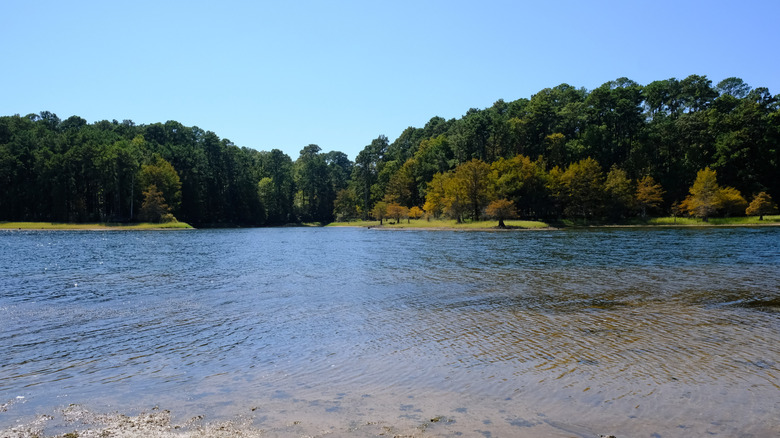 Indian Mounds Wilderness Area, Texas