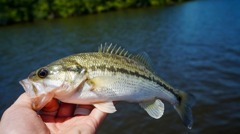 Bass caught in Toledo Bend Reservoir held by fisherman