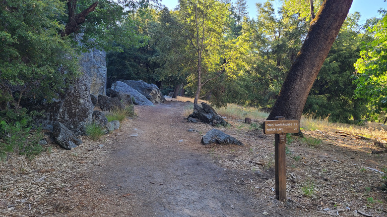 The woodland trail that leads to Mirror Lake, Yosemite