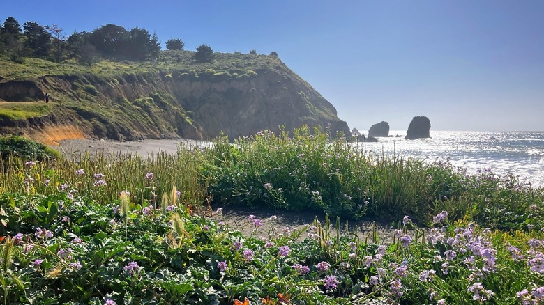 A sunny spring day at Mussel Rock Park with the rock in the distance and wildflowers on the trails